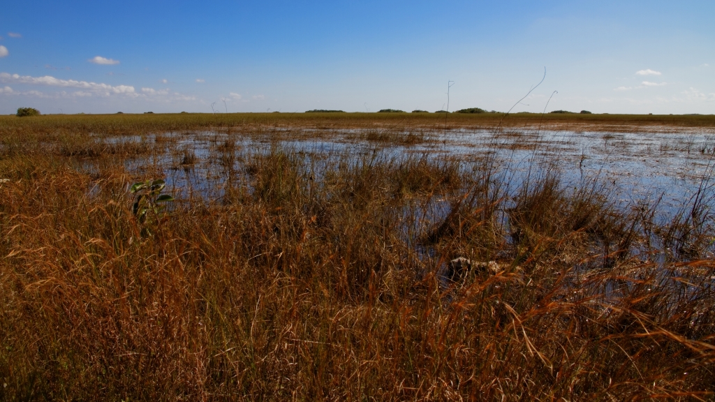 02 - Everglade NP (32).jpg